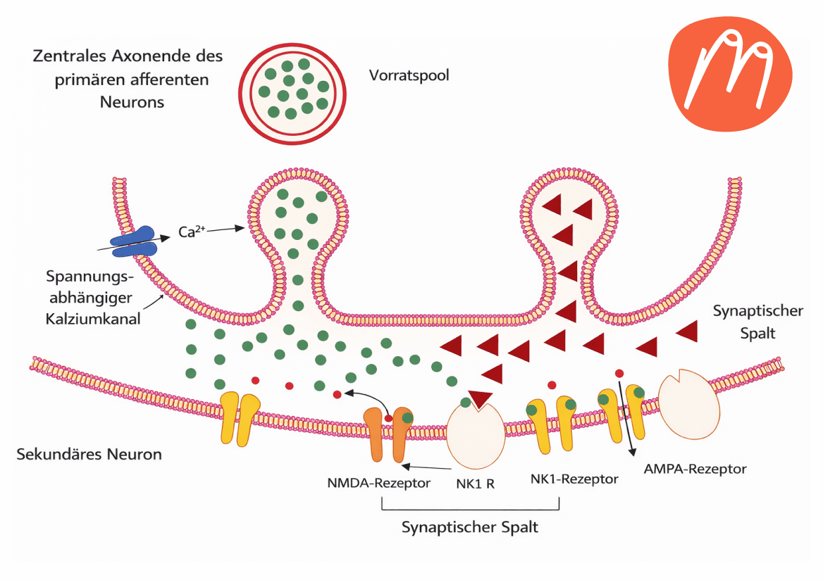 Endlich Hoffnung gegen Hitzewallungen für Frauen, die keine Hormone nehmen dürfen