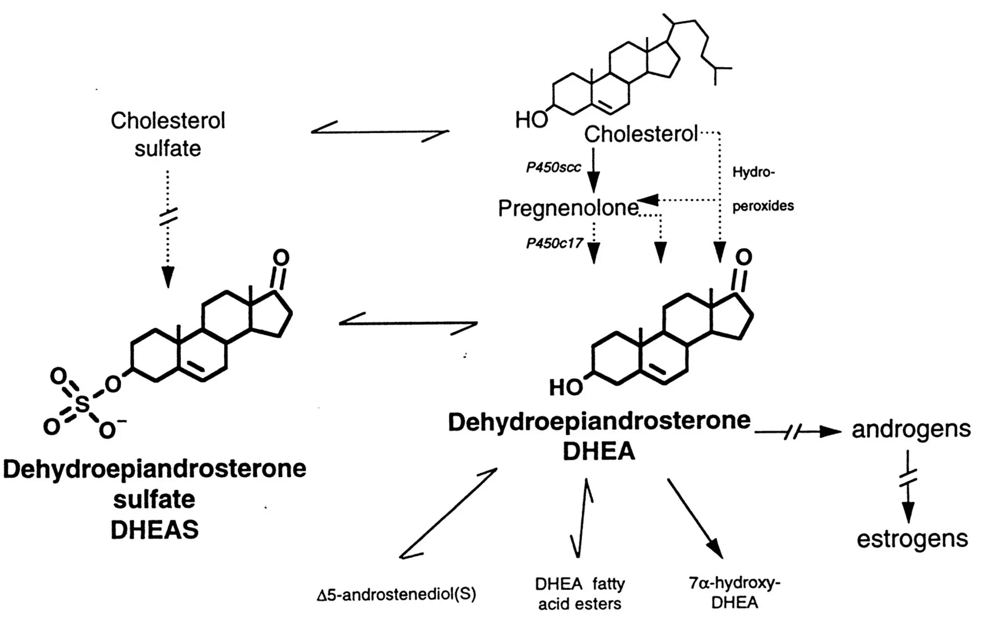 DHEA: Das Hormon, das niemand kennt – und das trotzdem so viel tut